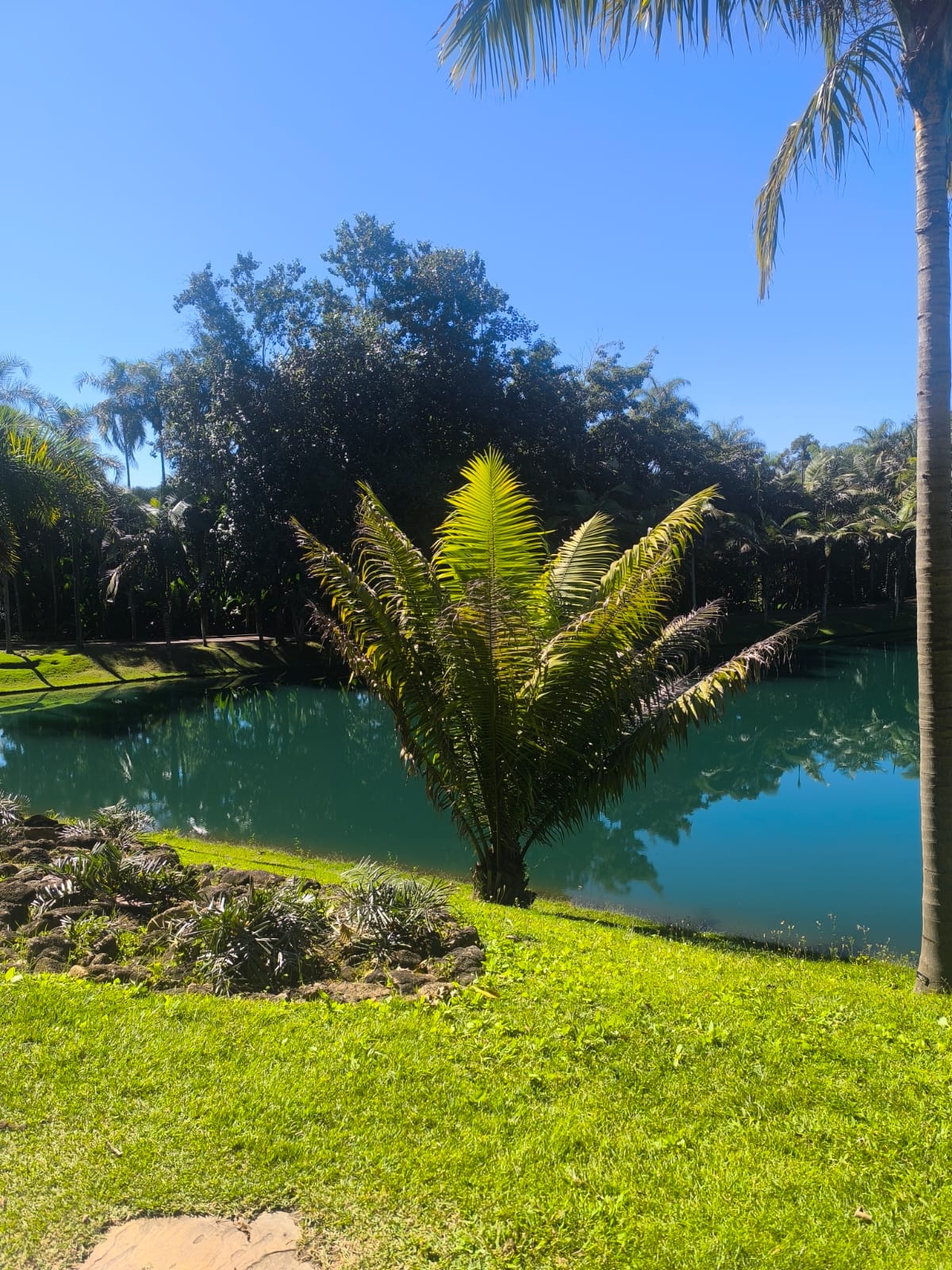 Área externa com gramado, palmeiras e lago