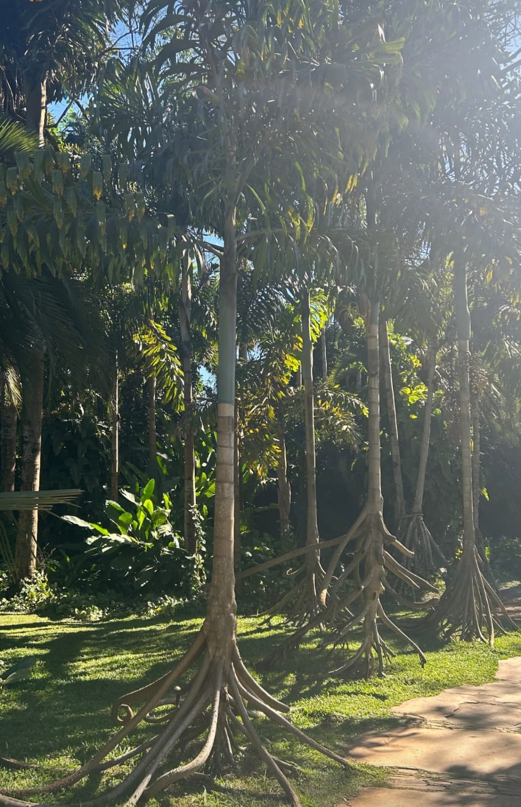 Jardim tropical com raízes esculturais e caminho de pedra